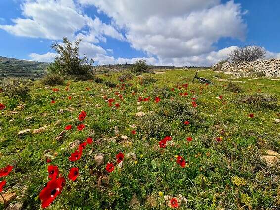 הכלניות פורחות בגוש עציון // צילום: יאיר ארונשטם